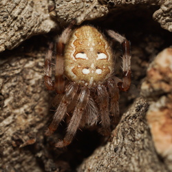 Araneae (Spiders)
