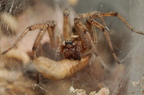 Araneae (Spiders)