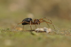 Araneae (Spiders)