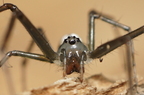 Araneae (Spiders)