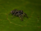 Araneae (Spiders)