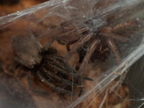Araneae (Spiders)