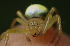 Araneae (Spiders)