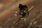 Araneae (Spiders)
