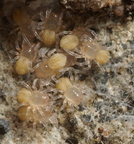 Araneae (Spiders)