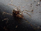 Araneae (Spiders)
