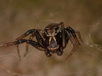 Araneae (Spiders)