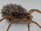 Araneae (Spiders)