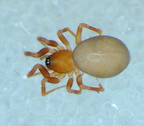 Araneae (Spiders)