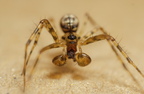 Araneae (Spiders)