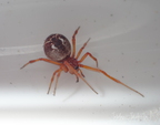 Araneae (Spiders)
