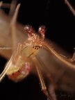 Araneae (Spiders)