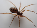Araneae (Spiders)
