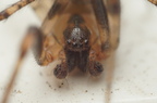 Araneae (Spiders)