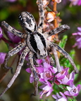Araneae (Spiders)