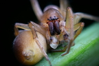 Araneae (Spiders)