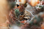 Araneae (Spiders)