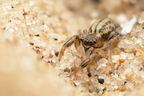 Araneae (Spiders)