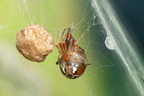 Araneae (Spiders)