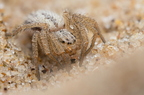 Araneae (Spiders)