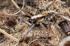 Araneae (Spiders)