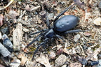 Araneae (Spiders)