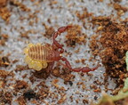 Pseudoscorpiones (Pseudoscorpions)