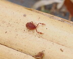 Pseudoscorpiones (Pseudoscorpions)