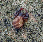 Pseudoscorpiones (Pseudoscorpions)