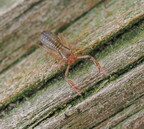 Pseudoscorpiones (Pseudoscorpions)
