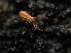 Pseudoscorpiones (Pseudoscorpions)