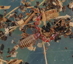 Pseudoscorpiones (Pseudoscorpions)