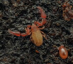 Pseudoscorpiones (Pseudoscorpions)