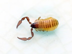 Pseudoscorpiones (Pseudoscorpions)