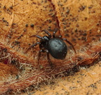 Araneae (Spiders)
