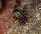 Pseudoscorpiones (Pseudoscorpions)