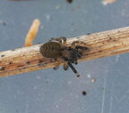 Araneae (Spiders)