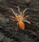 Araneae (Spiders)
