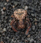 Araneae (Spiders)