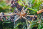 Araneae (Spiders)