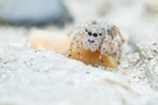 Araneae (Spiders)