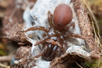 Araneae (Spiders)