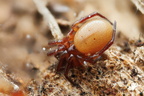 Araneae (Spiders)