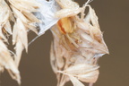 Araneae (Spiders)