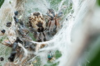 Araneae (Spiders)