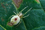 Araneae (Spiders)