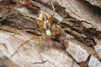 Araneae (Spiders)
