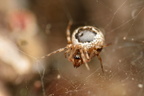 Araneae (Spiders)
