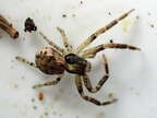 Araneae (Spiders)