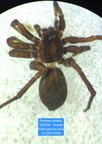 Araneae (Spiders)
